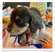 Gracie's Chocolate and Cream Softwire Hair Male Miniature Dachshund Puppy
