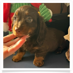 Winter - AKC Chocolate & Tan Longhair Female Miniature Dachshund Puppy