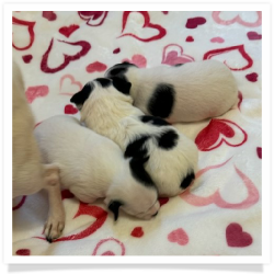 Pearl's Black & White Male Chihuahua Puppy #1