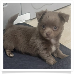 Tina - Long Hair Female Chihuahua Puppy