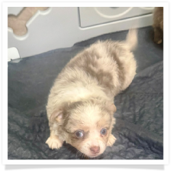 Bella - Merle Long Hair Female Chihuahua Puppy