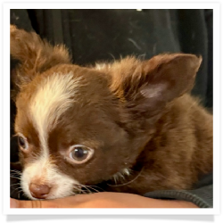 Baby - Chocolate Long Hair Male Chihuahua Puppy