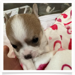 Vanessa's Isabella Piebald Female Chihuahua Puppy