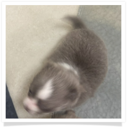 Dana - Long Hair Female Chihuahua Puppy