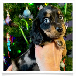 Joy - AKC Black & Tan Dapple Longhair Female Miniature Dachshund Puppy