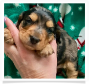 Max - Dapple Longhair Male with some white on chest Miniature Dachshund Puppy