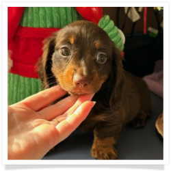 Winter - AKC Chocolate & Tan Longhair Female Miniature Dachshund Puppy