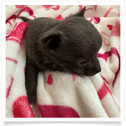 Vanessa's Blue Male Chihuahua Puppy #1