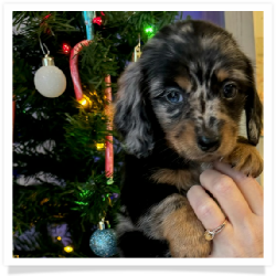  Holly - AKC Black & Tan Dapple Longhair Female Miniature Dachshund Puppy