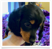 Frankie - AKC Black and Tan Long Hair Male Miniature Dachshund Puppy