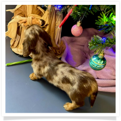Carol - AKC Chocolate and Tan Dapple Longhair Female Miniature Dachshund Puppy
