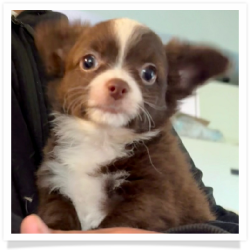 Baby - Chocolate Long Hair Male Chihuahua Puppy