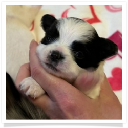 Pearl's Black & White Male Chihuahua Puppy #1