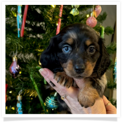 Joy - AKC Black & Tan Dapple Longhair Female Miniature Dachshund Puppy