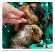 Max - Dapple Longhair Male with some white on chest Miniature Dachshund Puppy