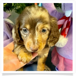 Carol - AKC Chocolate and Tan Dapple Longhair Female Miniature Dachshund Puppy
