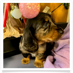 Noel - AKC Black & Tan Dapple Longhair Male Miniature Dachshund Puppy