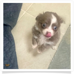 Dana - Long Hair Female Chihuahua Puppy