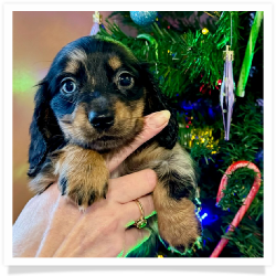Joy - AKC Black & Tan Dapple Longhair Female Miniature Dachshund Puppy