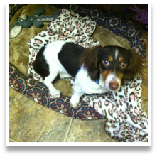 Nutmeg the Chocolate and Tan Piebald Mini Dachshund in her Happy Home!