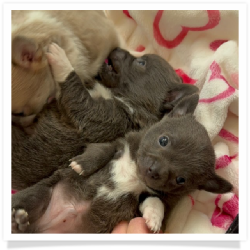 Vanessa's Blue Male Chihuahua Puppy #1