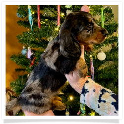 Noel - AKC Black & Tan Dapple Longhair Male Miniature Dachshund Puppy