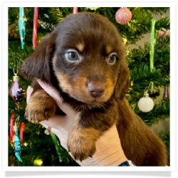  Blitzen - AKC Chocolate & Tan Longhair Male Miniature Dachshund Puppy
