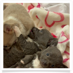 Vanessa's Isabella Piebald Female Chihuahua Puppy