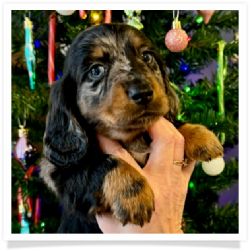 Noel - AKC Black & Tan Dapple Longhair Male Miniature Dachshund Puppy
