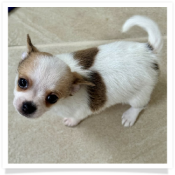 Elton - Short Male Chihuahua Puppy