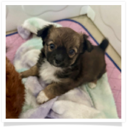 Chester - Sable & White Longhair Male Chihuahua Puppy