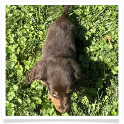 Chip - Chocolate & Tan Longhair Male Miniature Dachshund Puppy