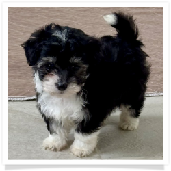Olivia - Longhair Female Chihuahua Bichon Mix Puppy