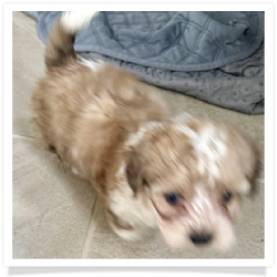 Aaron - Longhair Female Chihuahua Bichon Mix Puppy