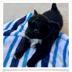 Boo - Black with White Longhair Male Chihuahua Puppy