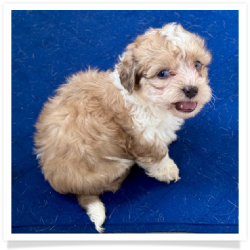 Aaron - Longhair Female Chihuahua Bichon Mix Puppy