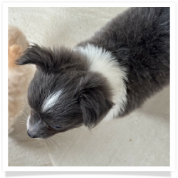Navy - Longhair Male Chihuahua Puppy