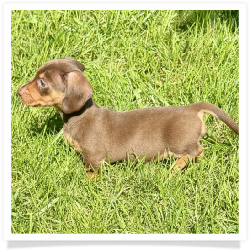 Coco - Chocolate & Tan Smooth Coat Female Miniature Dachshund Puppy