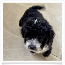Ori - Longhair Female Chihuahua Bichon Mix Puppy