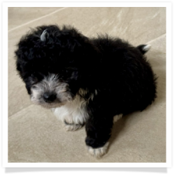 Ori - Longhair Female Chihuahua Bichon Mix Puppy