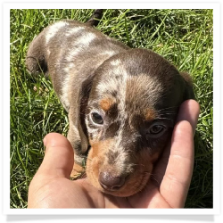 S'mores - Chocolate & Tan Dapple Smooth Coat Female Miniature Dachshund Puppy