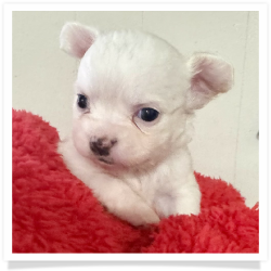 Kitty - White Long Hair Male Chihuahua Puppy