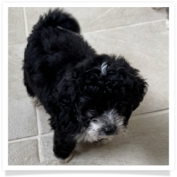 Ori - Longhair Female Chihuahua Bichon Mix Puppy