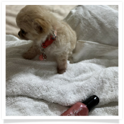 Tiny Dancer - Micro Mini Long Hair Female Chihuahua Puppy