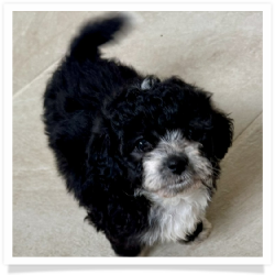 Ori - Longhair Female Chihuahua Bichon Mix Puppy
