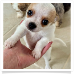 Elton - Short Male Chihuahua Puppy