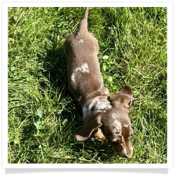 Forest - Chocolate & Tan Dapple Smooth Coat Male Miniature Dachshund Puppy