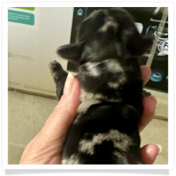 Winter - AKC Black Dapple Longhair Female Miniature Dachshund Puppy