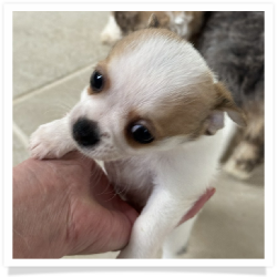 Elton - Short Male Chihuahua Puppy