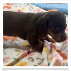 Ginger - Chocolate & Tan Smooth Coat Female Miniature Dachshund Puppy